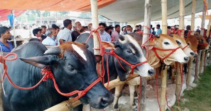 কোরবানিযোগ্য পশু সোয়া কোটি, চাহিদার বেশি ২১ লাখ