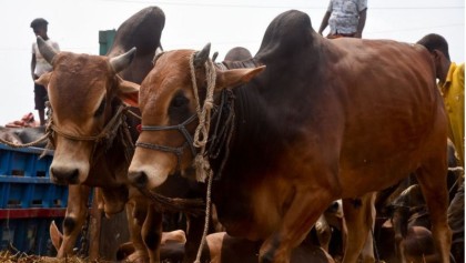 এবার ১ কোটি ৪১ হাজার পশু কোরবানি 