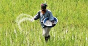 হাইব্রিড ধানের উৎপাদন বাড়াতে ৯০ কোটি টাকা প্রণোদনা