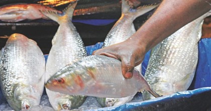 সরকারের অবস্থান বদল, ভারতে যাচ্ছে ইলিশ