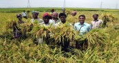 কৃষিঋণ বিতরণেও সিআইবি যাচাই করতে হবে